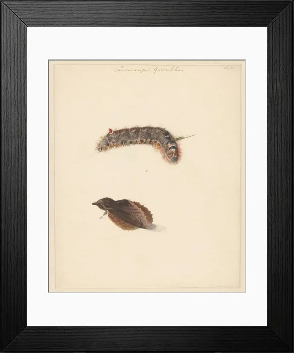 Framed Print : Study sheet with caterpillar and moths, lasiocampa quireifolia, 1824-1900. Creator: Albertus Steenbergen Framed Print : Study sheet with caterpillar and moths, lasiocampa quireifolia, 1824-1900. Creator: Albertus Steenbergen