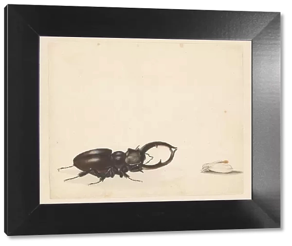 Studies of stag beetle and newly hatched moth, 1824-1900. Creator: Albertus Steenbergen