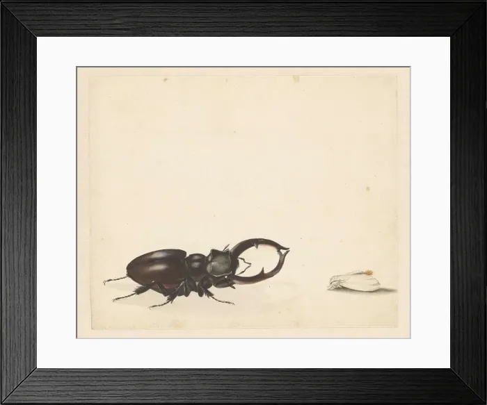 Framed Print : Studies of stag beetle and newly hatched moth, 1824-1900. Creator: Albertus Steenbergen Framed Print : Studies of stag beetle and newly hatched moth, 1824-1900. Creator: Albertus Steenbergen