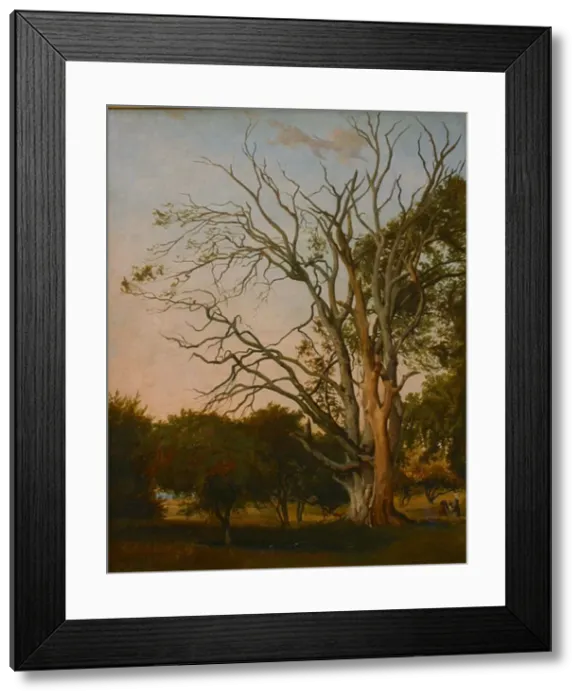 Framed Print : Woodland Scene with a Dead Tree, 1835. Creator: Johann Hermann Carmiencke Framed Print : Woodland Scene with a Dead Tree, 1835. Creator: Johann Hermann Carmiencke