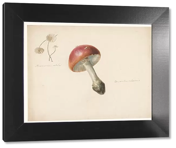 Sheet of mushroom studies, the Amanita Rubescens and the Marasmius Rotula, 1824-1900. Creator: Albertus Steenbergen
