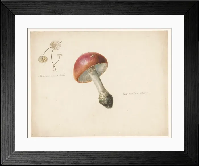 Framed Print : Sheet of mushroom studies, the Amanita Rubescens and the Marasmius Rotula, 1824-1900. Creator: Albertus Steenbergen Framed Print : Sheet of mushroom studies, the Amanita Rubescens and the Marasmius Rotula, 1824-1900. Creator: Albertus Steenbergen