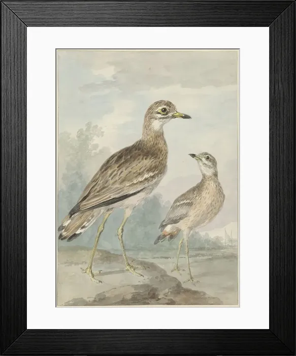 Framed Print : Two -grielen, 1777. Creator: Aert Schouman Framed Print : Two -grielen, 1777. Creator: Aert Schouman