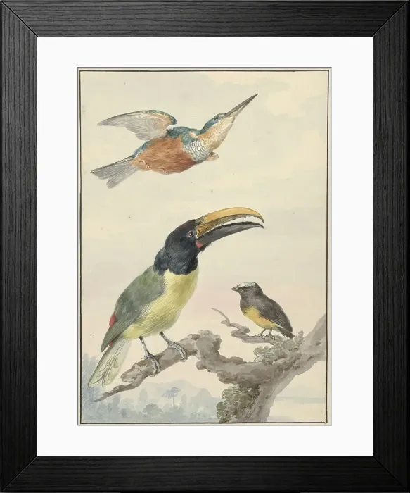 Framed Print : Three birds: a kingfisher, a prince von Wied's toucan and an organist finch, 1720-1792. Creator: Aert Schouman Framed Print : Three birds: a kingfisher, a prince von Wied's toucan and an organist finch, 1720-1792. Creator: Aert Schouman