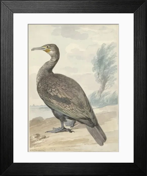 Framed Print : Cormorant, 1720-1792. Creator: Aert Schouman Framed Print : Cormorant, 1720-1792. Creator: Aert Schouman