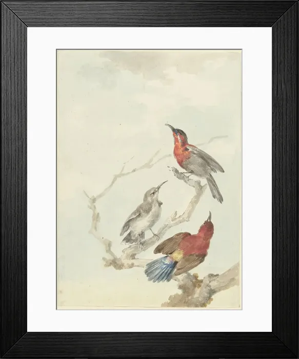 Framed Print : Three Crimson Sunbirds, 1780. Creator: Aert Schouman Framed Print : Three Crimson Sunbirds, 1780. Creator: Aert Schouman