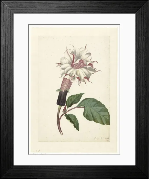 Framed Print : Indian Thornapple (Datura Metel), c. 1680-before c. 1700. Creator: Alida Withoos Framed Print : Indian Thornapple (Datura Metel), c. 1680-before c. 1700. Creator: Alida Withoos