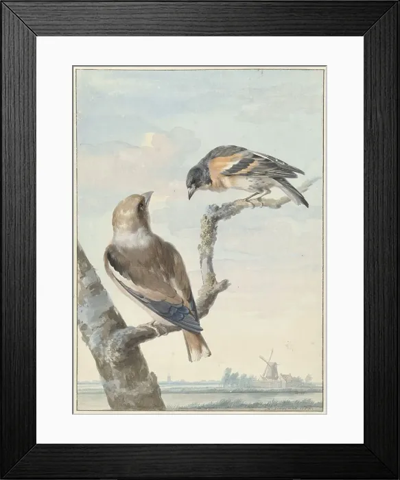Framed Print : Two birds: an apple finch (coccothraustes coccothraustes) and a keep (fringilla montifringilla), 175 Creator: Aert Schouman Framed Print : Two birds: an apple finch (coccothraustes coccothraustes) and a keep (fringilla montifringilla), 175 Creator: Aert Schouman