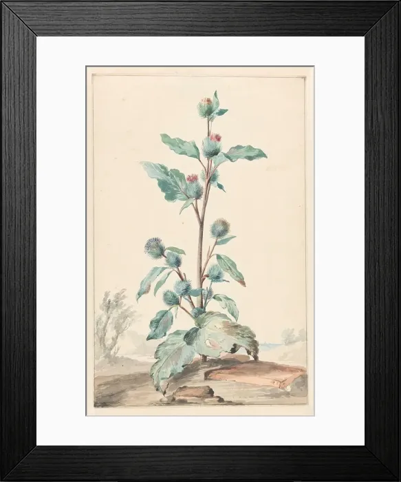 Framed Print : Thistle, 1725-1792. Creator: Aert Schouman Framed Print : Thistle, 1725-1792. Creator: Aert Schouman