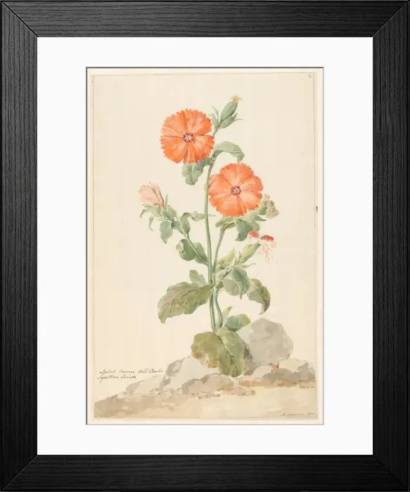 Framed Print : Orange Cuckoo Flower (Oranje Koekoeksbloem) in landscape, c.1790. Creator: Aert Schouman Framed Print : Orange Cuckoo Flower (Oranje Koekoeksbloem) in landscape, c.1790. Creator: Aert Schouman