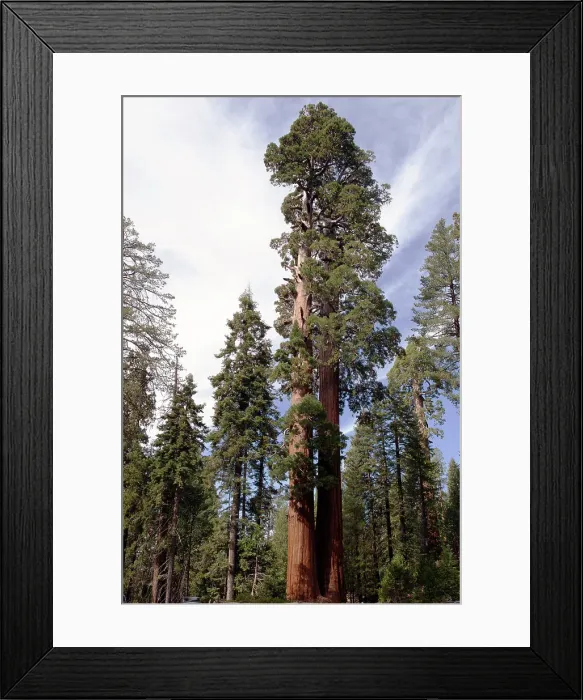 Framed Print : Grant Grove, Kings Canyon, California, USA, 2022. Creator: Ethel Davies Framed Print : Grant Grove, Kings Canyon, California, USA, 2022. Creator: Ethel Davies
