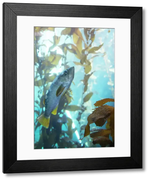 Framed Print : Monterey Bay Aquarium, Monterey, California, USA, 2022. Creator: Ethel Davies Framed Print : Monterey Bay Aquarium, Monterey, California, USA, 2022. Creator: Ethel Davies