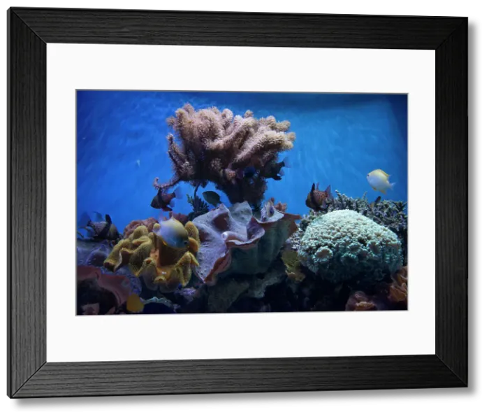 Framed Print : Monterey Bay Aquarium, Monterey, California, USA, 2022. Creator: Ethel Davies Framed Print : Monterey Bay Aquarium, Monterey, California, USA, 2022. Creator: Ethel Davies