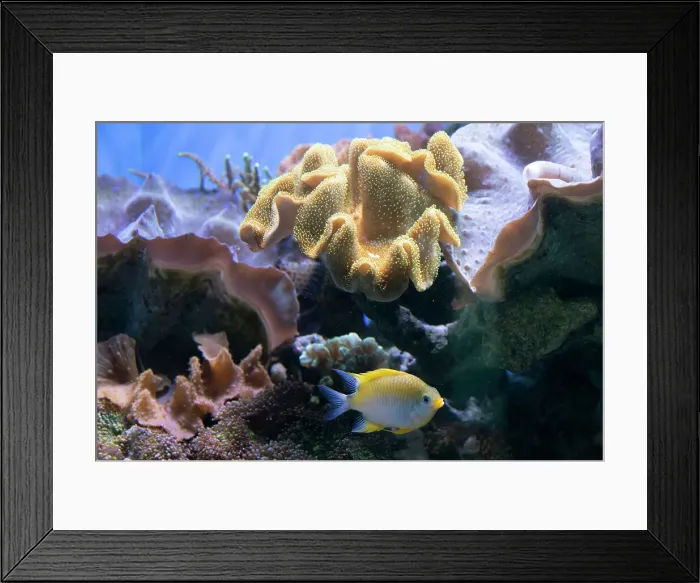 Framed Print : Monterey Bay Aquarium, Monterey, California, USA, 2022. Creator: Ethel Davies Framed Print : Monterey Bay Aquarium, Monterey, California, USA, 2022. Creator: Ethel Davies