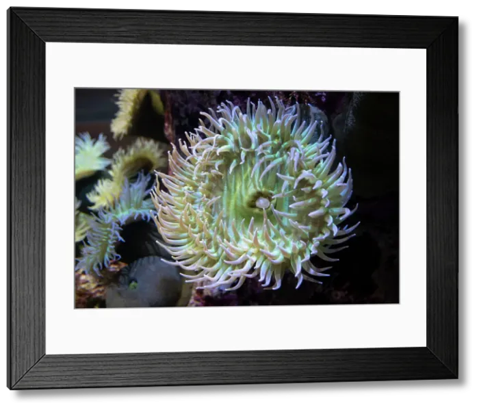 Framed Print : Monterey Bay Aquarium, Monterey, California, USA, 2022. Creator: Ethel Davies Framed Print : Monterey Bay Aquarium, Monterey, California, USA, 2022. Creator: Ethel Davies