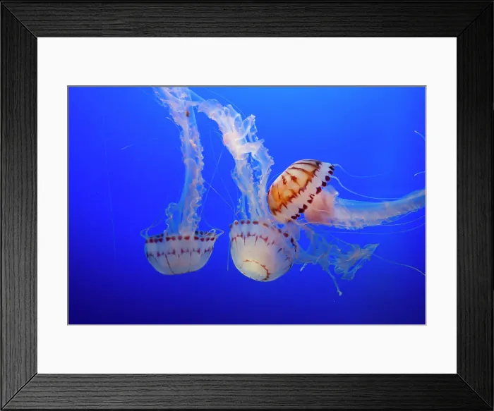 Framed Print : Jellyfish, Monterey Bay Aquarium, Monterey, California, USA, 2022. Creator: Ethel Davies Framed Print : Jellyfish, Monterey Bay Aquarium, Monterey, California, USA, 2022. Creator: Ethel Davies