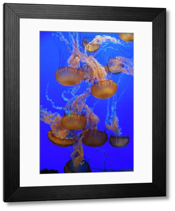 Framed Print : Jellyfish, Monterey Bay Aquarium, Monterey, California, USA, 2022. Creator: Ethel Davies Framed Print : Jellyfish, Monterey Bay Aquarium, Monterey, California, USA, 2022. Creator: Ethel Davies