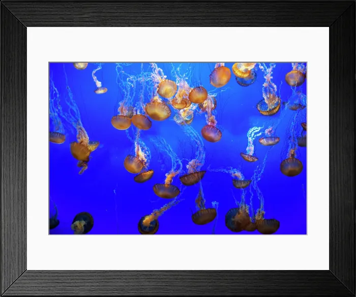 Framed Print : Jellyfish, Monterey Bay Aquarium, Monterey, California, USA, 2022. Creator: Ethel Davies Framed Print : Jellyfish, Monterey Bay Aquarium, Monterey, California, USA, 2022. Creator: Ethel Davies