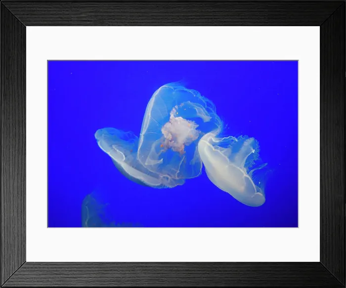 Framed Print : Jellyfish, Monterey Bay Aquarium, Monterey, California, USA, 2022. Creator: Ethel Davies Framed Print : Jellyfish, Monterey Bay Aquarium, Monterey, California, USA, 2022. Creator: Ethel Davies