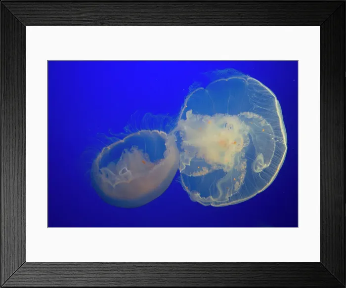 Framed Print : Jellyfish, Monterey Bay Aquarium, Monterey, California, USA, 2022. Creator: Ethel Davies Framed Print : Jellyfish, Monterey Bay Aquarium, Monterey, California, USA, 2022. Creator: Ethel Davies