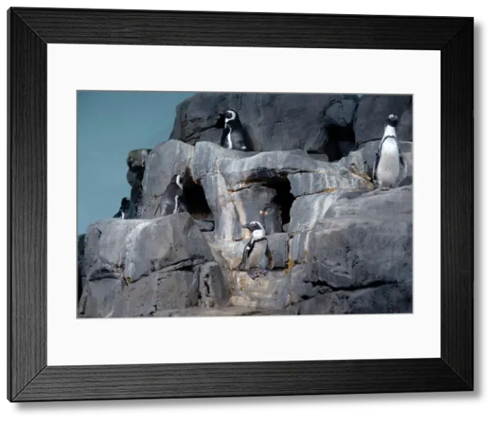 Framed Print : Penguins, Monterey Bay Aquarium, Monterey, California, USA, 2022. Creator: Ethel Davies Framed Print : Penguins, Monterey Bay Aquarium, Monterey, California, USA, 2022. Creator: Ethel Davies