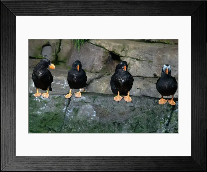 Framed Print : Puffins, Monterey Bay Aquarium, Monterey, California, USA, 2022. Creator: Ethel Davies Framed Print : Puffins, Monterey Bay Aquarium, Monterey, California, USA, 2022. Creator: Ethel Davies