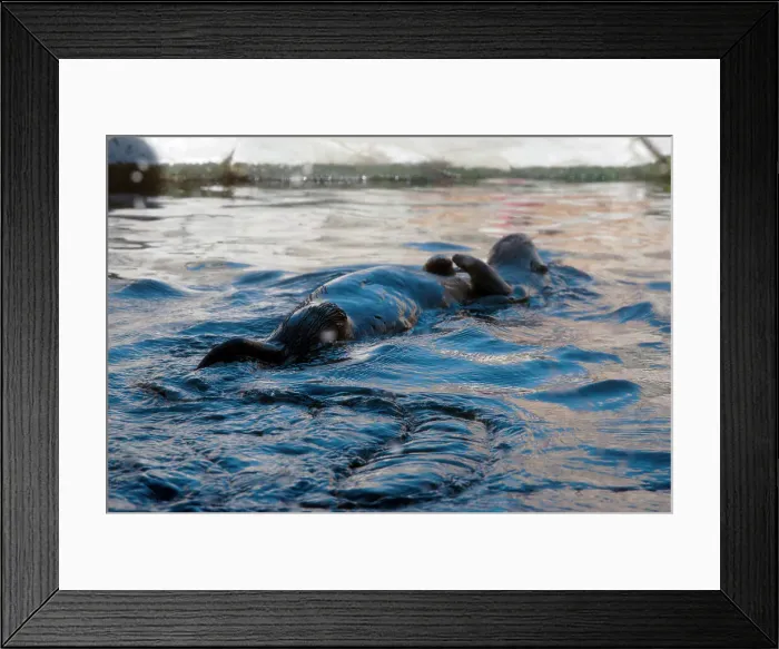 Framed Print : Sea Otter, Monterey Bay Aquarium, Monterey, California, USA, 2022. Creator: Ethel Davies Framed Print : Sea Otter, Monterey Bay Aquarium, Monterey, California, USA, 2022. Creator: Ethel Davies