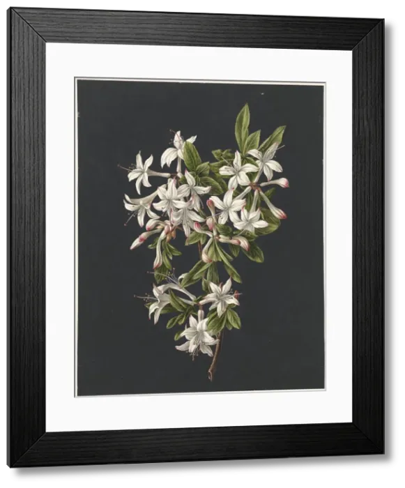 Framed Print : Branch of Azaleas in Bloom, 1831. Creator: M. de Gijselaar Framed Print : Branch of Azaleas in Bloom, 1831. Creator: M. de Gijselaar