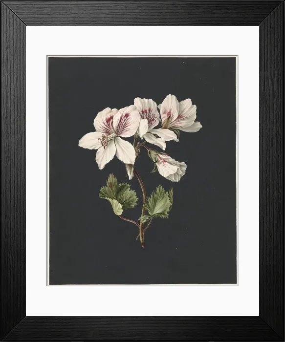 Framed Print : Pelargonium album Bicolor, 1830. Creator: M. de Gijselaar Framed Print : Pelargonium album Bicolor, 1830. Creator: M. de Gijselaar