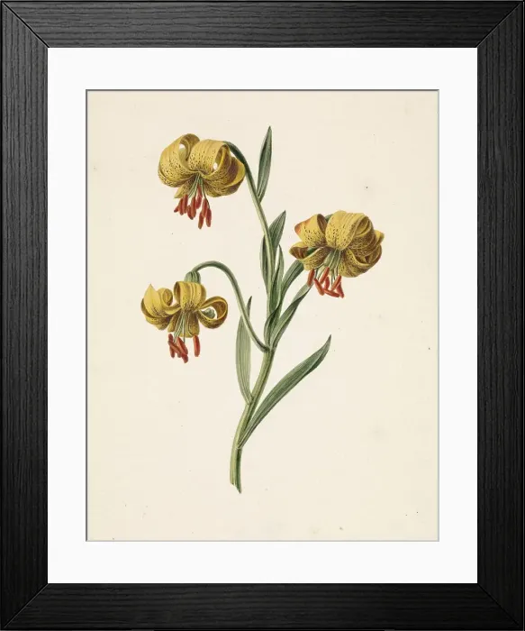 Framed Print : Branch with three yellow lilies, 1834. Creator: M. de Gijselaar Framed Print : Branch with three yellow lilies, 1834. Creator: M. de Gijselaar