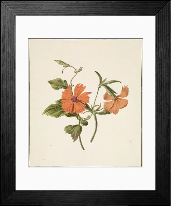 Framed Print : Yellow Chinese Rose (Rosa Chinensis Lutea), 1820. Creator: M. de Gijselaar Framed Print : Yellow Chinese Rose (Rosa Chinensis Lutea), 1820. Creator: M. de Gijselaar
