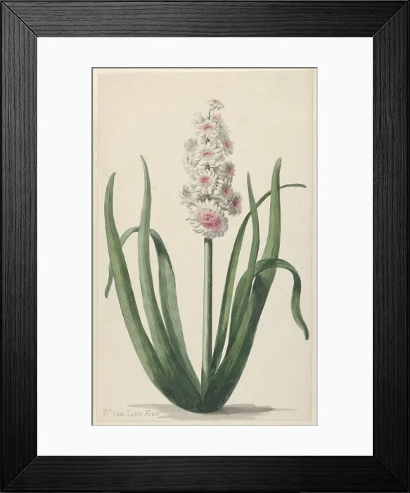 Framed Print : Flowering hyacinth, 1745-1784. Creator: Pieter van Loo Framed Print : Flowering hyacinth, 1745-1784. Creator: Pieter van Loo