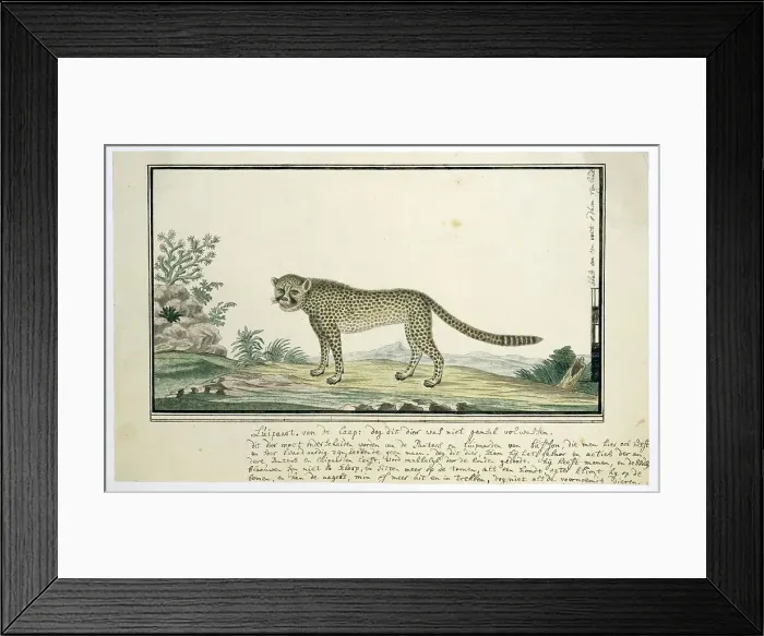 Framed Print : Acinonyx jubatus (Cheetah), 1777-1786. Creator: Robert Jacob Gordon Framed Print : Acinonyx jubatus (Cheetah), 1777-1786. Creator: Robert Jacob Gordon