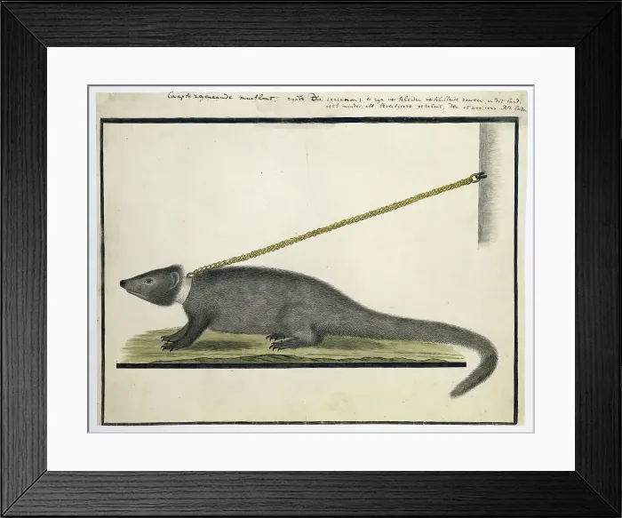 Framed Print : Galerella pulverulenta or Herpestes pulverulentus (Cape gray mongoose), 1777. Creator: Robert Jacob Gordon Framed Print : Galerella pulverulenta or Herpestes pulverulentus (Cape gray mongoose), 1777. Creator: Robert Jacob Gordon