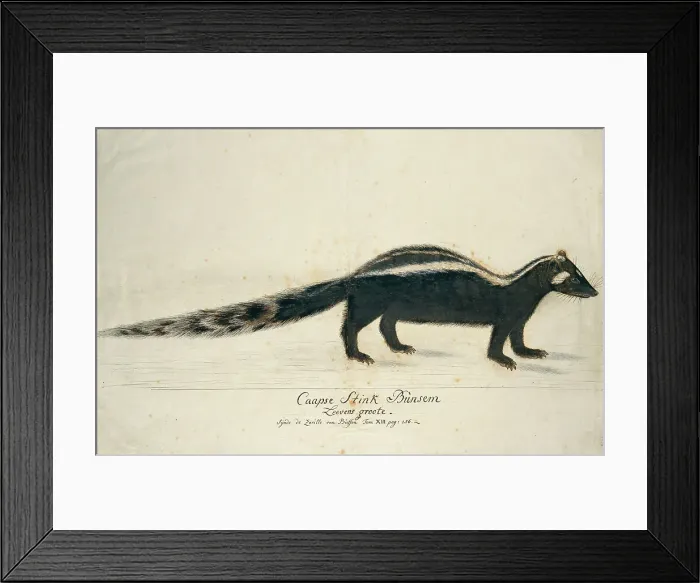 Framed Print : Icotnyx striatus (Striped polecat or Zorille), 1773-1780. Creator: Robert Jacob Gordon Framed Print : Icotnyx striatus (Striped polecat or Zorille), 1773-1780. Creator: Robert Jacob Gordon