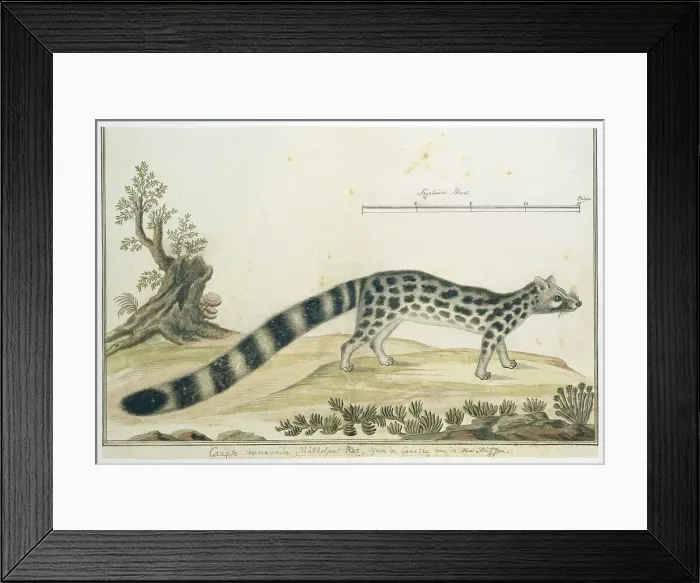 Framed Print : Genetta tigrina (Cape genet), 1777-1786. Creator: Robert Jacob Gordon