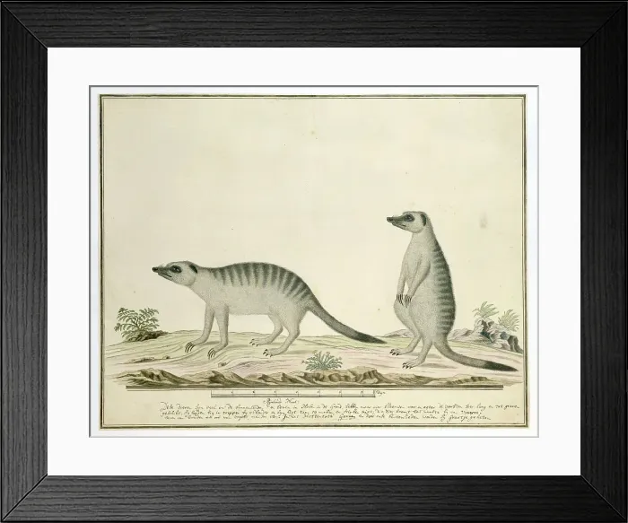 Framed Print : Suricata suricatta (Meerkats), 1777-1786. Creator: Robert Jacob Gordon Framed Print : Suricata suricatta (Meerkats), 1777-1786. Creator: Robert Jacob Gordon