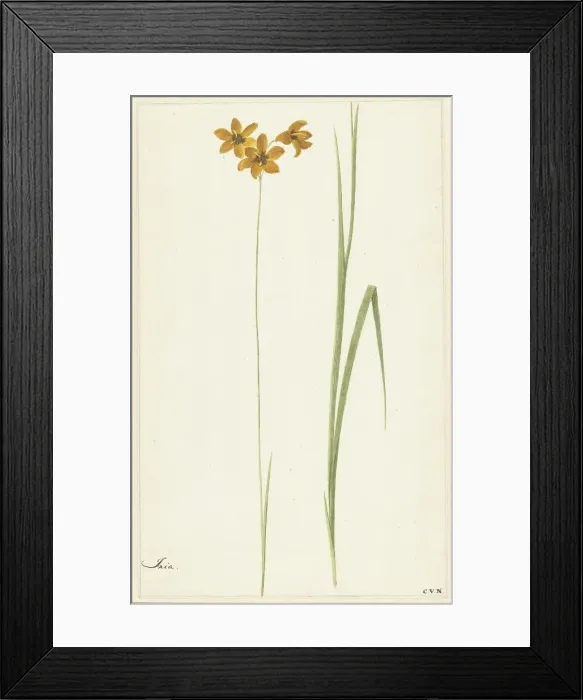 Framed Print : Ixia, 1741-1795. Creator: Cornelis van Noorde Framed Print : Ixia, 1741-1795. Creator: Cornelis van Noorde