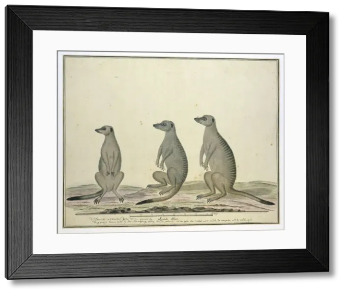 Framed Print : Suricata suricatta (Meerkats), 1773-1780. Creator: Robert Jacob Gordon Framed Print : Suricata suricatta (Meerkats), 1773-1780. Creator: Robert Jacob Gordon