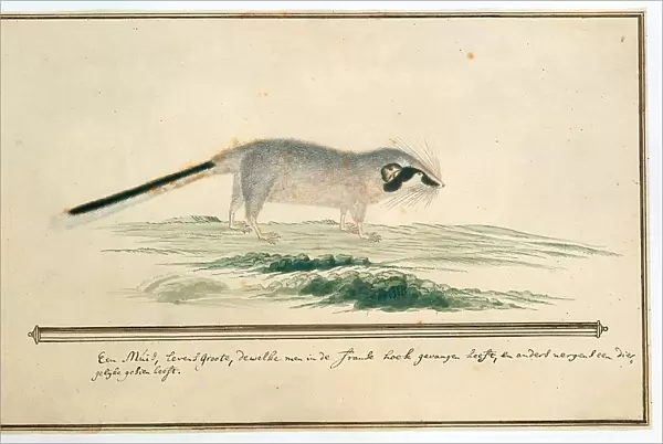 Graphiurus ocularis (Spectacled dormouse), 1777-1786. Creator: Robert Jacob Gordon