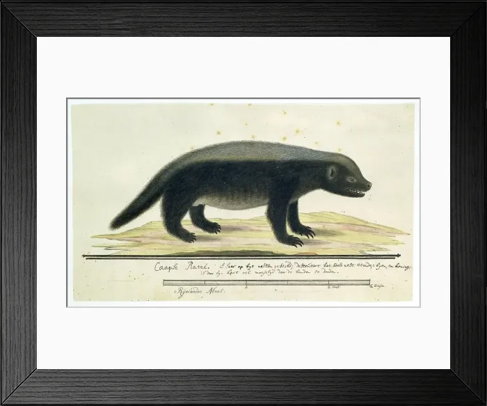 Framed Print : Mellivora capensis (Honey-badger), 1773-1780. Creator: Robert Jacob Gordon Framed Print : Mellivora capensis (Honey-badger), 1773-1780. Creator: Robert Jacob Gordon