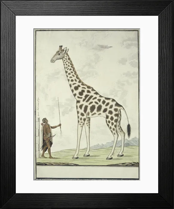 Framed Print : Giraffa camelopardalis (Giraffe); with left a Khoikhoi as Scale Model, 1779. Creator: Robert Jacob Gordon Framed Print : Giraffa camelopardalis (Giraffe); with left a Khoikhoi as Scale Model, 1779. Creator: Robert Jacob Gordon