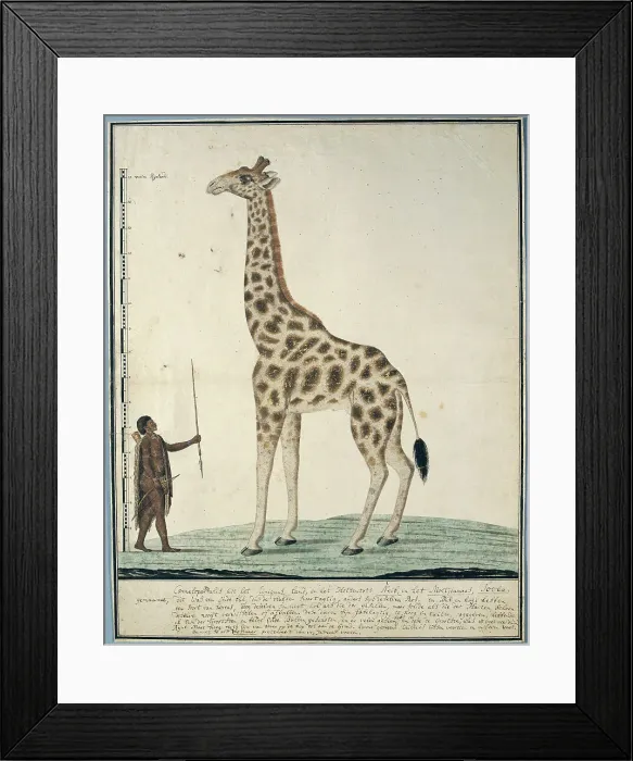 Framed Print : Giraffa camelopardalis (Giraffe), 1779. Creator: Robert Jacob Gordon Framed Print : Giraffa camelopardalis (Giraffe), 1779. Creator: Robert Jacob Gordon