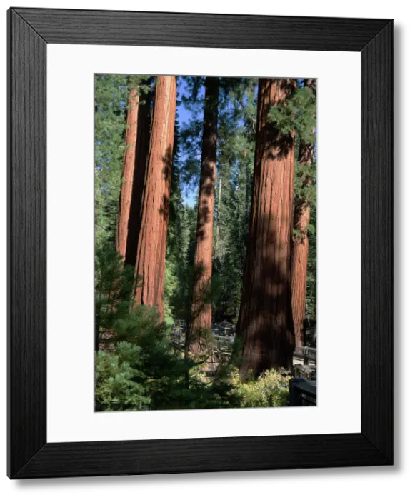 Framed Print : Mariposa Grove, Yosemite, California, USA, 2022. Creator: Ethel Davies Framed Print : Mariposa Grove, Yosemite, California, USA, 2022. Creator: Ethel Davies