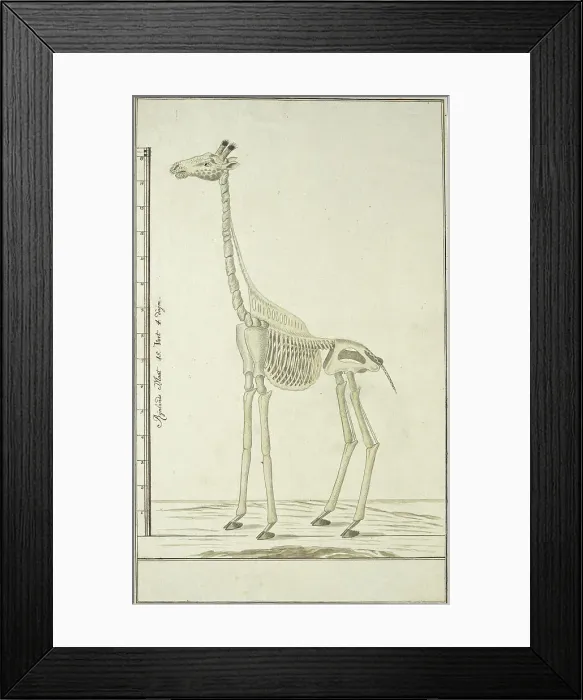 Framed Print : Giraffa camelopardalis (Giraffe), skeleton, 1779. Creator: Robert Jacob Gordon Framed Print : Giraffa camelopardalis (Giraffe), skeleton, 1779. Creator: Robert Jacob Gordon
