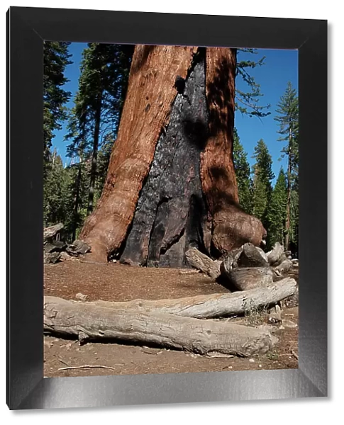 Mariposa Grove, Yosemite, California, USA, 2022. Creator: Ethel Davies