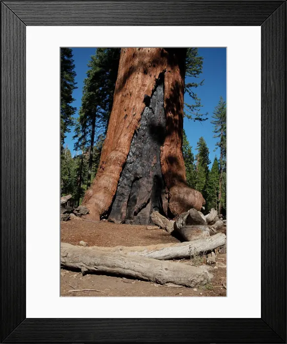 Framed Print : Mariposa Grove, Yosemite, California, USA, 2022. Creator: Ethel Davies Framed Print : Mariposa Grove, Yosemite, California, USA, 2022. Creator: Ethel Davies