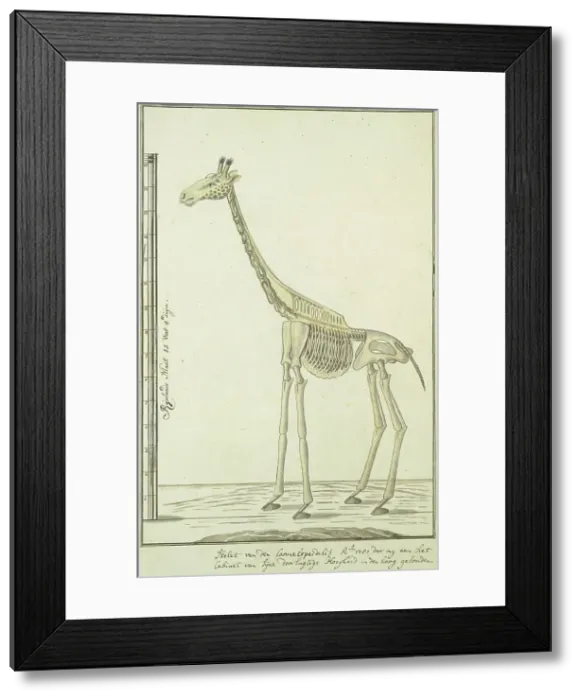 Framed Print : Giraffa camelopardalis (Giraffe), skeleton, 1779. Creator: Robert Jacob Gordon Framed Print : Giraffa camelopardalis (Giraffe), skeleton, 1779. Creator: Robert Jacob Gordon