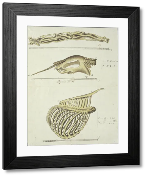 Framed Print : Giraffa camelopardalis (Giraffe), skeleton, 1779. Creator: Robert Jacob Gordon Framed Print : Giraffa camelopardalis (Giraffe), skeleton, 1779. Creator: Robert Jacob Gordon
