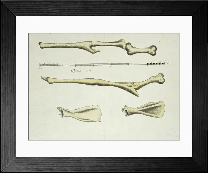 Framed Print : Giraffa camelopardalis (Giraffe), skeleton, 1779. Creator: Robert Jacob Gordon Framed Print : Giraffa camelopardalis (Giraffe), skeleton, 1779. Creator: Robert Jacob Gordon